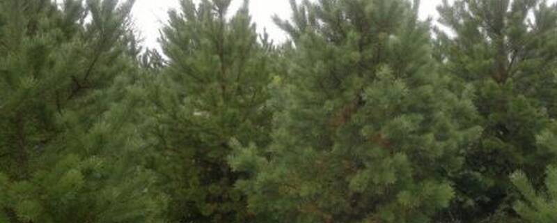 红松什么时候剪枝