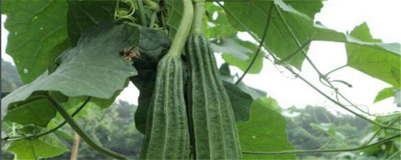 八棱瓜种植注意事项