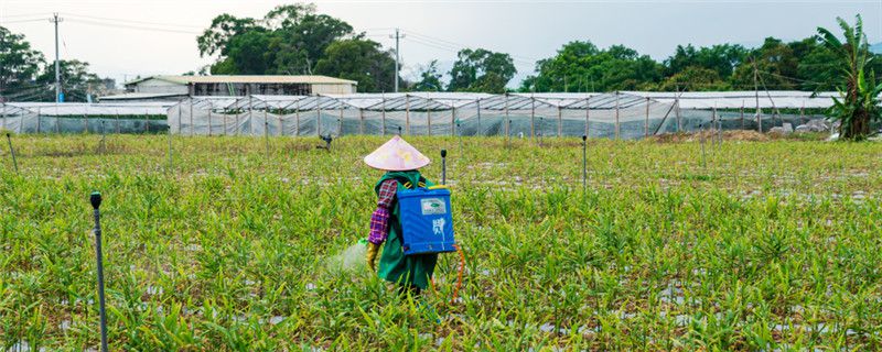 千金除草注意事项