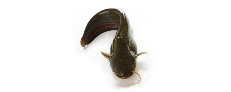 鲶鱼和清江鱼的区别