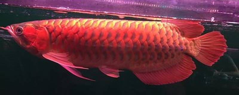 什么鱼能和红龙鱼混养