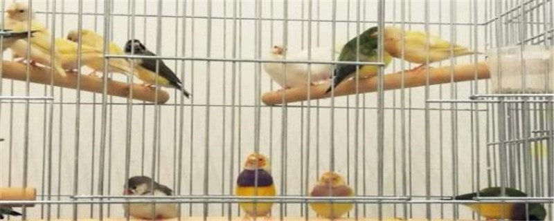 养殖七彩文鸟犯法吗