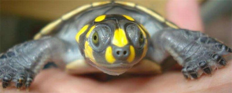 黄头能和什么混养