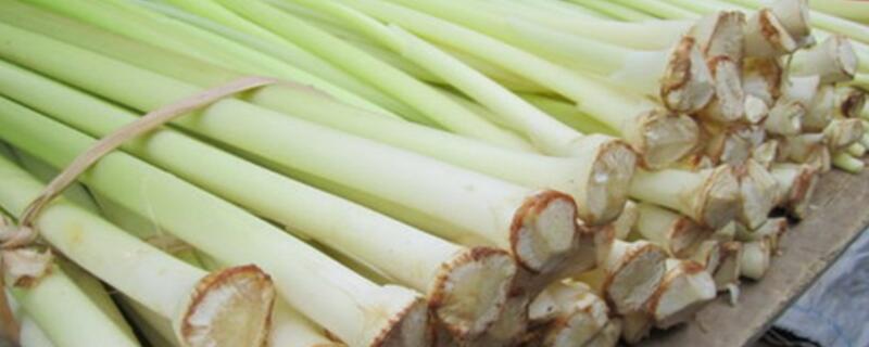 蒲菜什么时候采摘