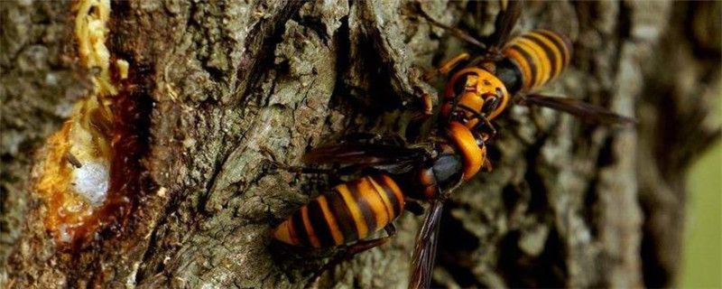 胡蜂是怎么过冬