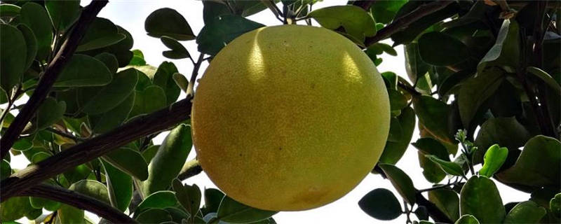 四川柚子什么时候成熟