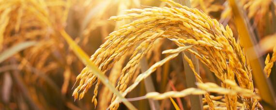 水稻青枯病发病原因