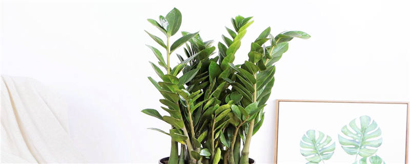 金钱树怎么施肥