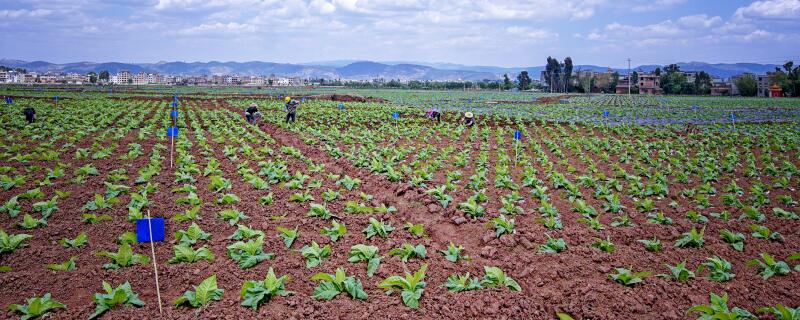 烟草种植需要什么手续