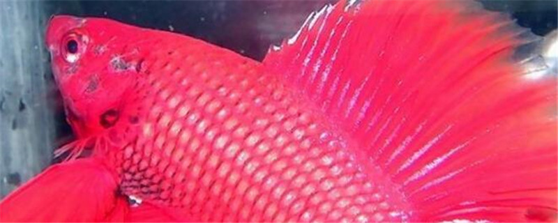 斗鱼吃什么饲料最好