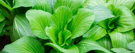 白菜上用的叶面肥有哪些