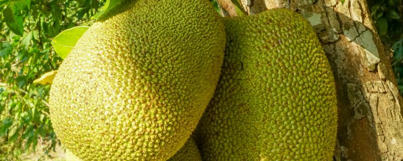 菠萝蜜苗的嫁接方法