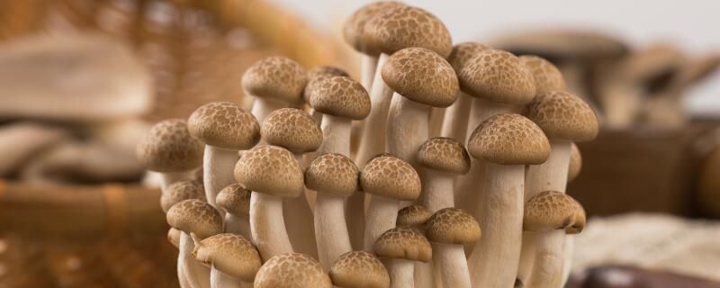 菌菇家里种植注意事项