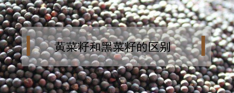 黄菜籽和黑菜籽的区别是什么？哪个好