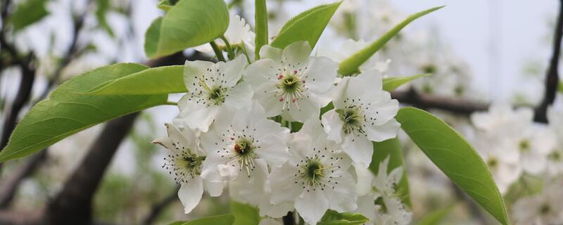 梨树春天什么时候嫁接