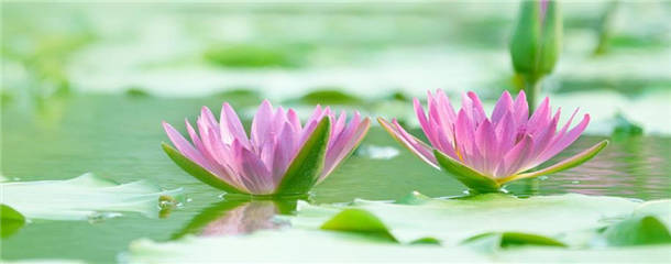 在水里养的花有哪些