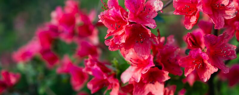 映山红栽培技术要领