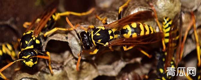马蜂