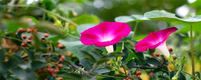 喇叭花怎么养多久浇水