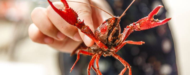 淡水龙虾吃什么