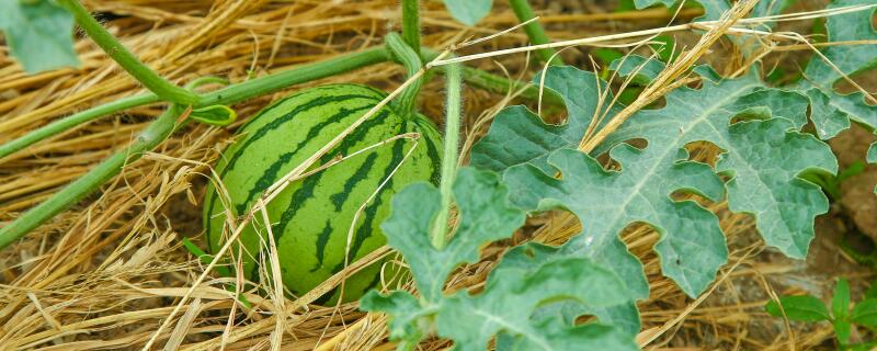 西瓜要施几次肥