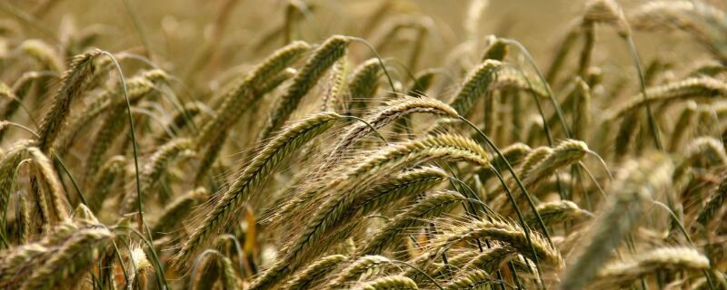 小麦根腐病用什么药