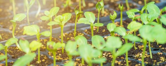 施肥过多烧苗怎么补救