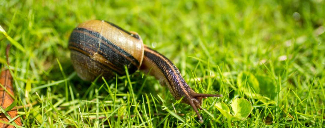 养殖蜗牛有什么用