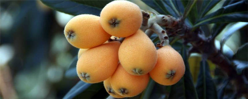 台州枇杷什么时候成熟