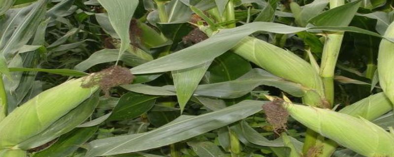 玉米是什么植物
