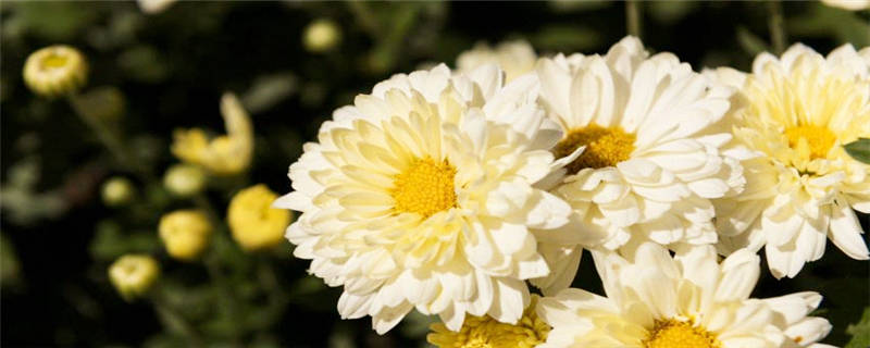 药菊花种植注意事项