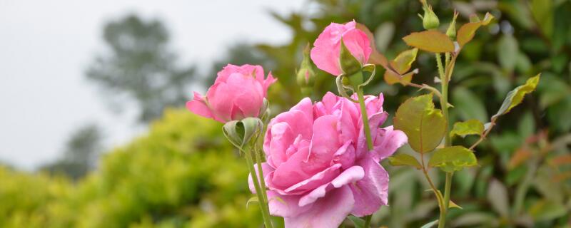 月季花栽培技术