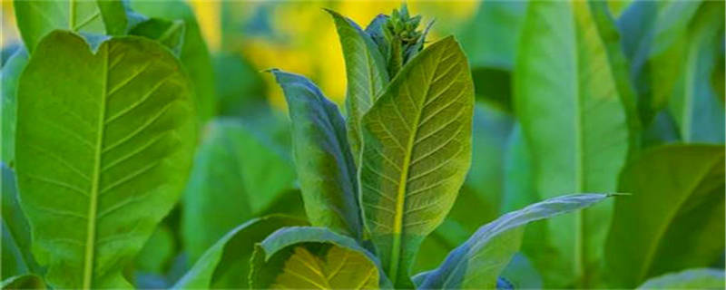 烟苗出现病害怎么治