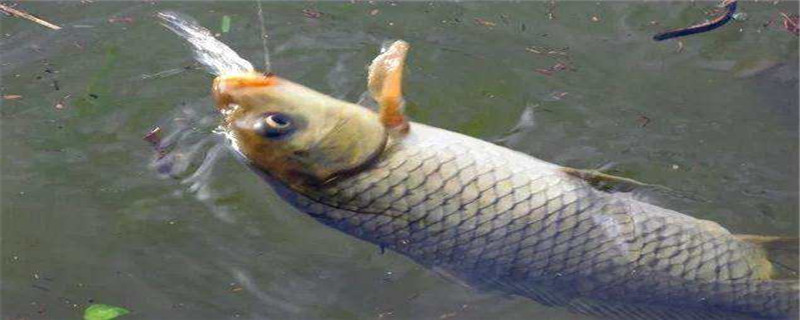 钓大物用什么鱼竿好