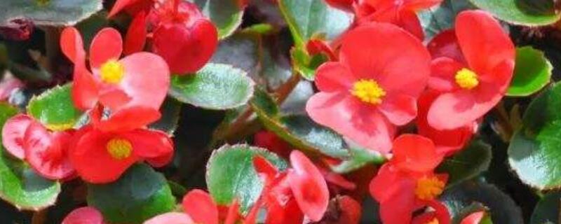 秋海棠的繁殖方法