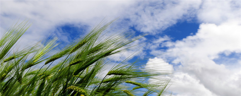 青藏的农业主要分布在