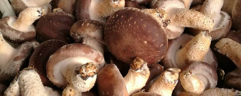香菇产自哪里