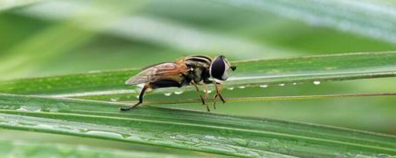 食蚜蝇卵产在哪里