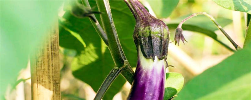 茄子苗长得慢是怎么回事