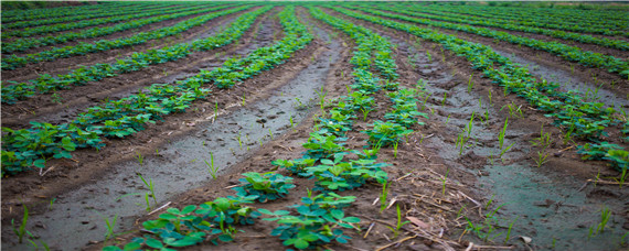 花生苗叶子有白叶怎回事