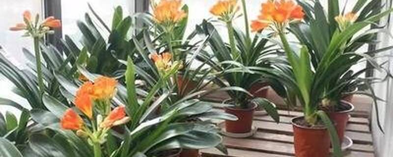 君子兰苗种植注意事项