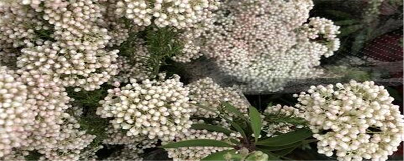 小米花鲜花是什么植物