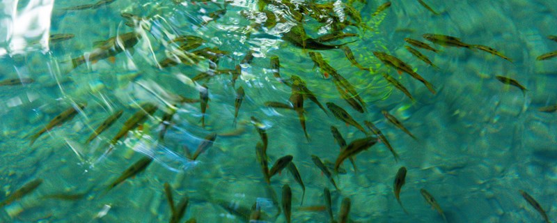 鱼苗冬天会不会冻死