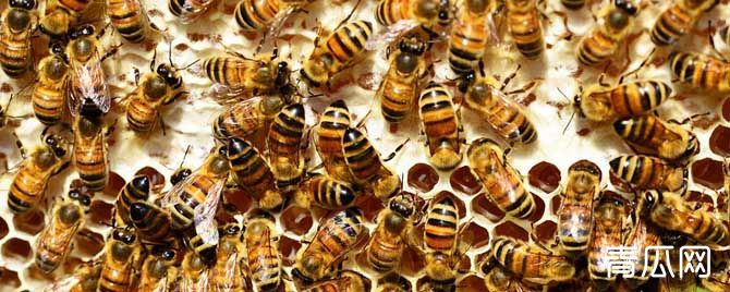 养蜂