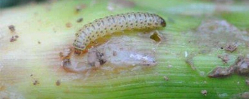 旋心虫用什么农药