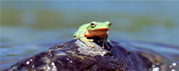 冬眠的动物都有哪些