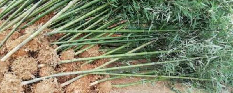 种植雷竹的注意事项