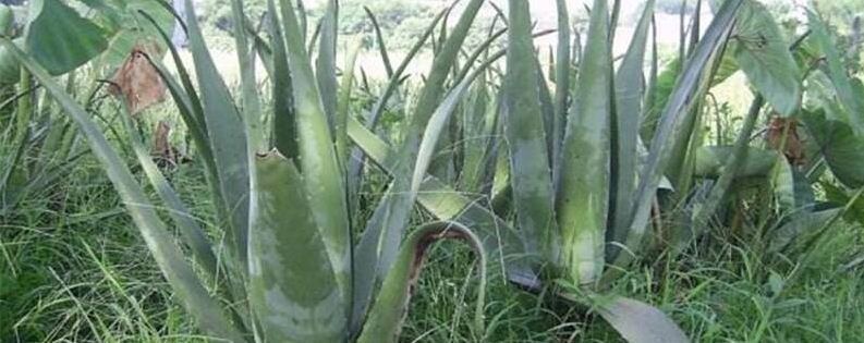 给芦荟怎么施肥