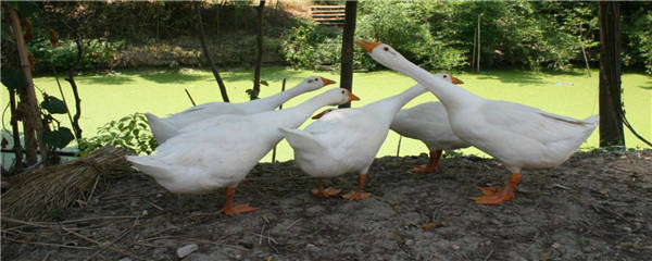 林下养殖模式都有哪些