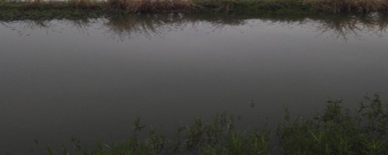 虾池亚硝酸盐高怎么办